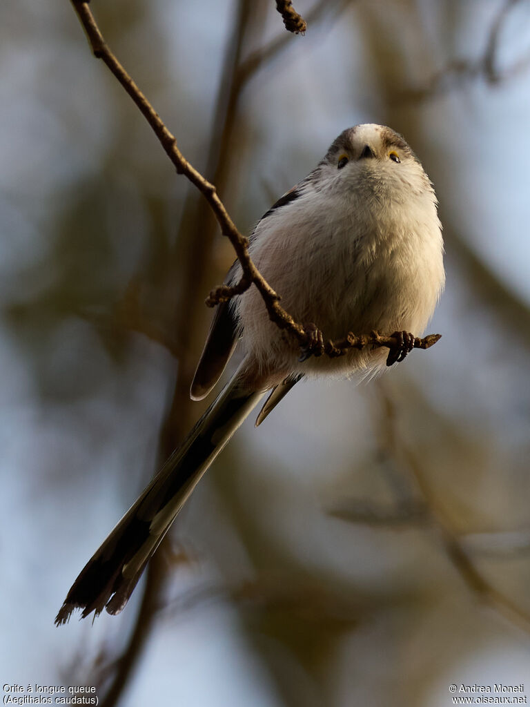 Orite à longue queue