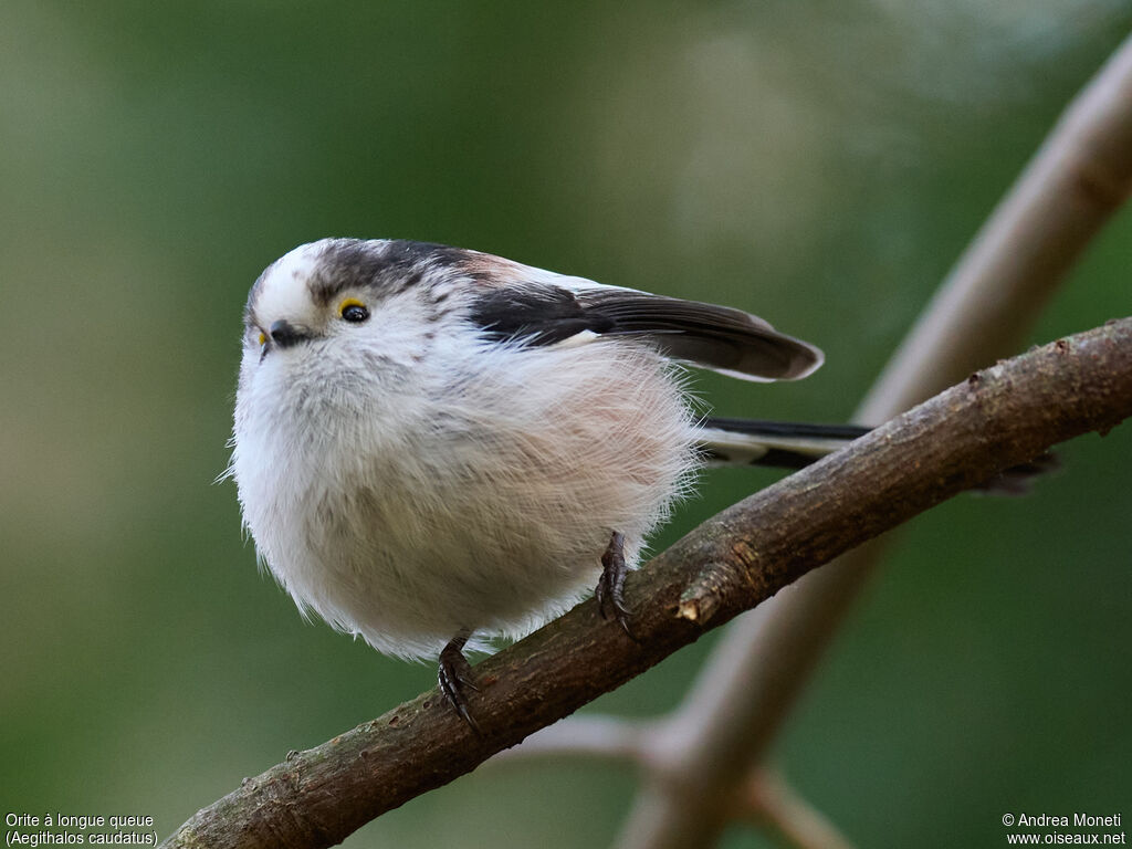 Orite à longue queue - Mésange à longue queue<br />adulte, portrait