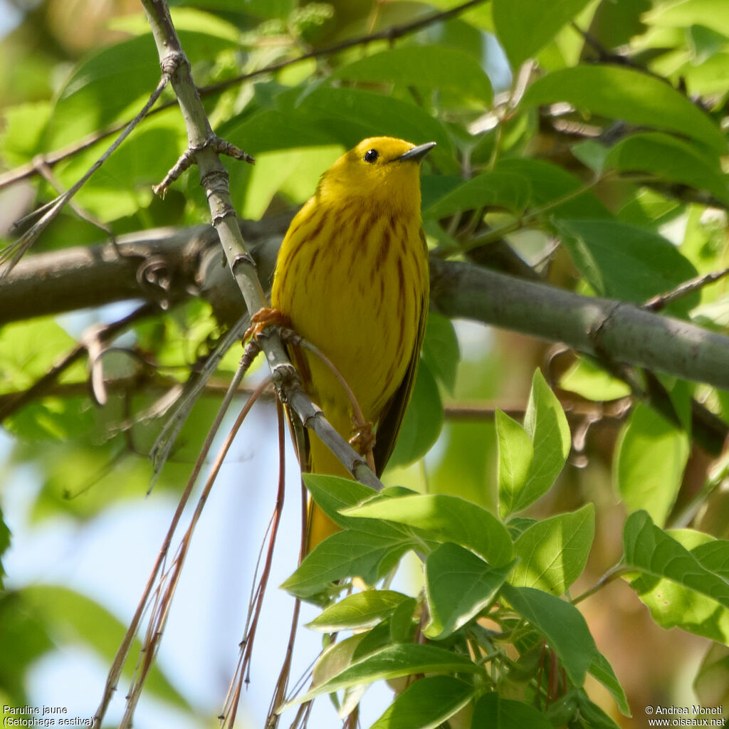 Paruline jaune