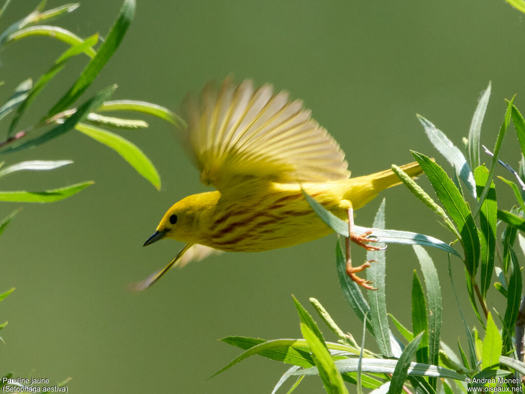 Paruline jaune, Vol