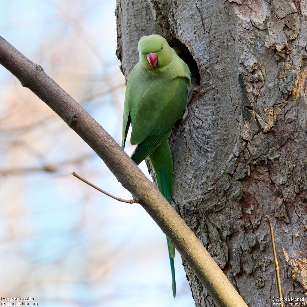 Perruche à collieradulte, portrait