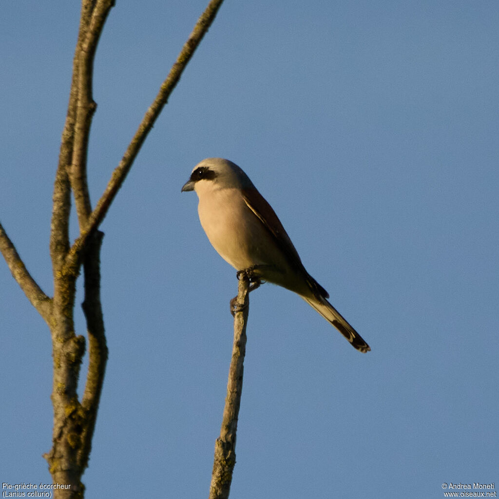Pie-grièche écorcheuradulte, portrait