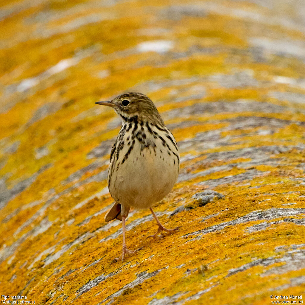 Pipit maritime, portrait