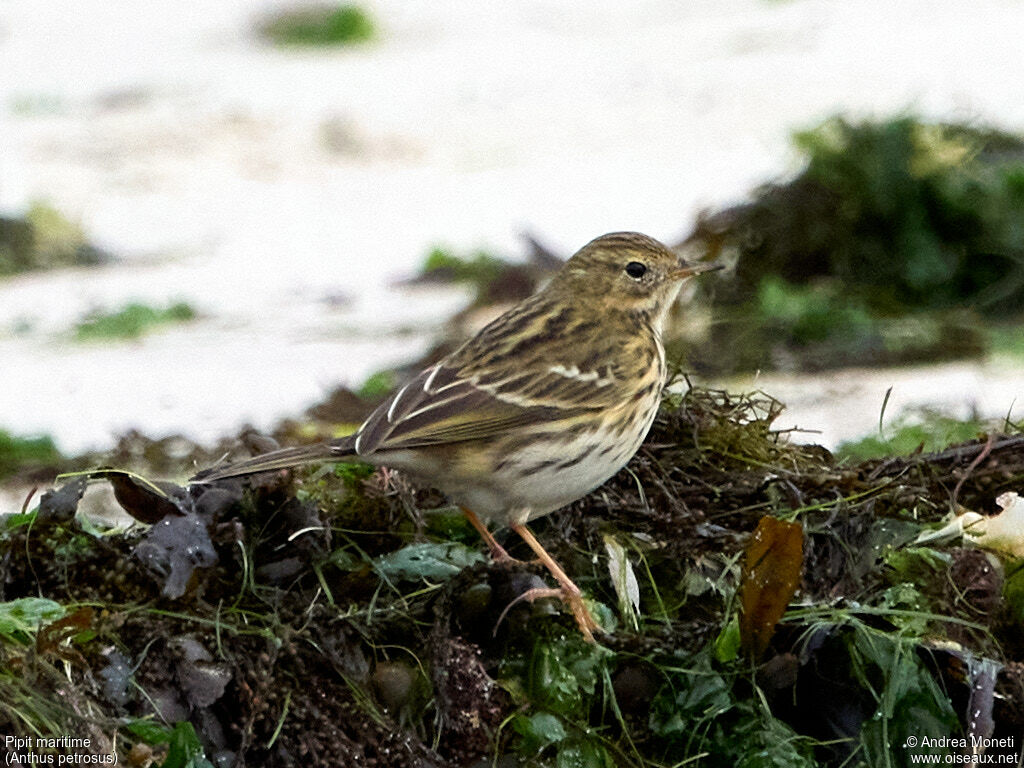 Pipit maritime, portrait