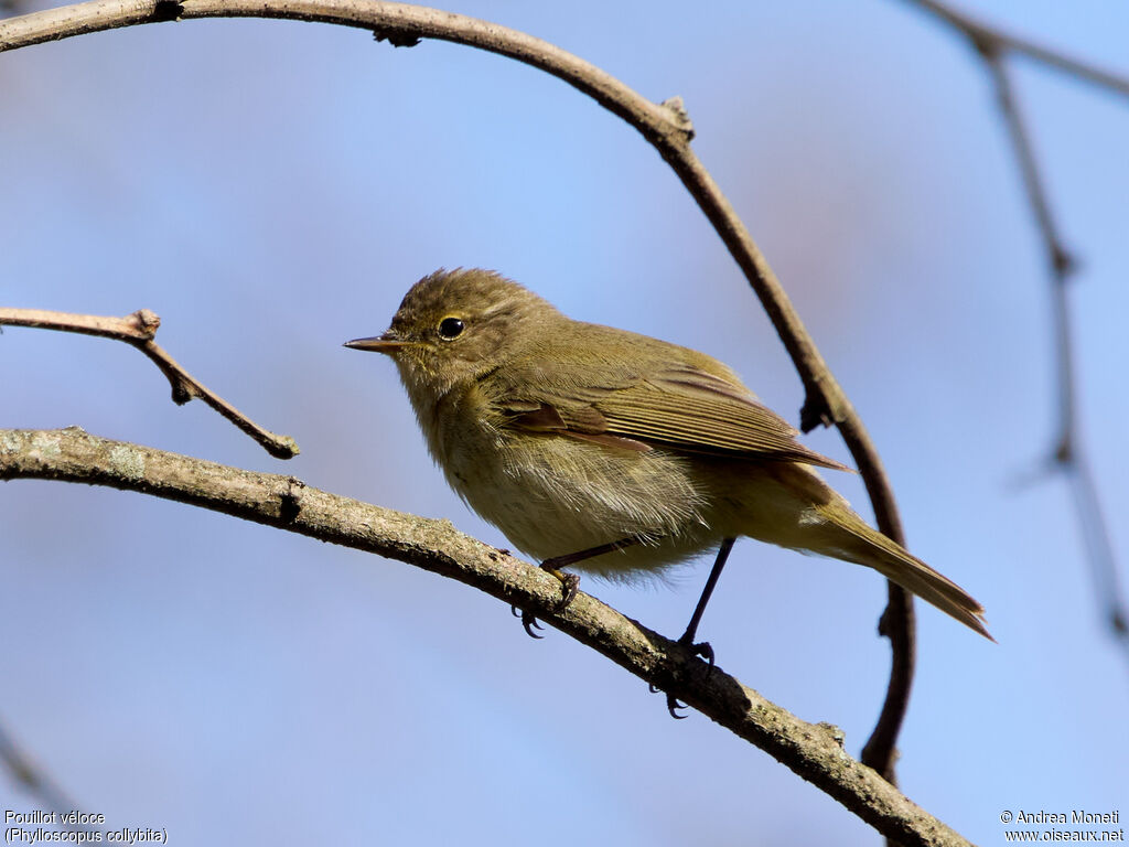 Common Chiffchaffadult, close-up portrait