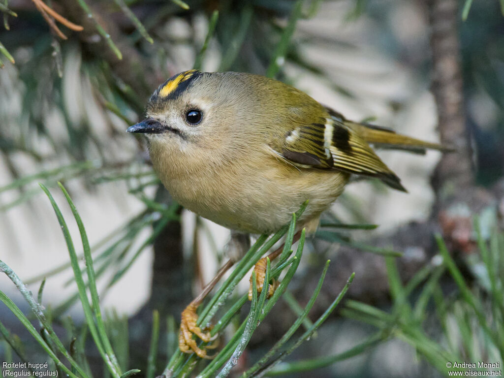 Roitelet huppéadulte, portrait