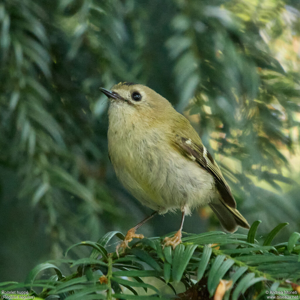 Goldcrest male adult, close-up portrait