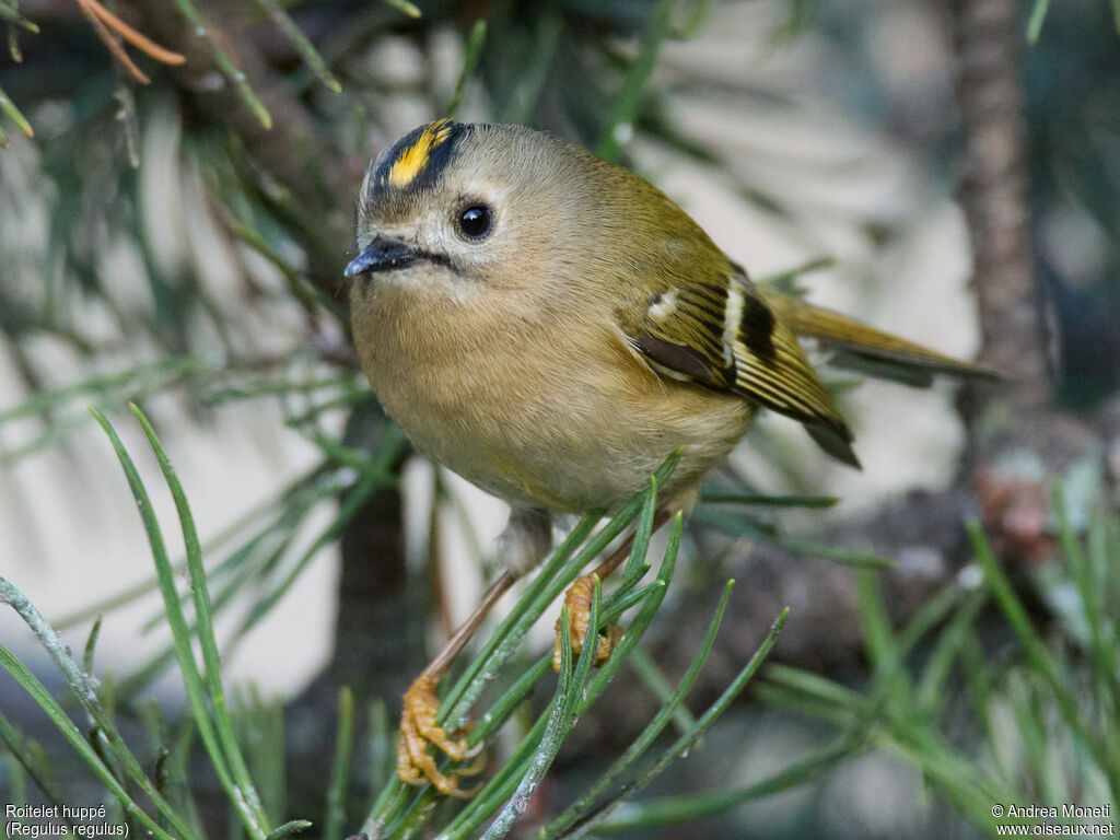 Roitelet huppéadulte, portrait