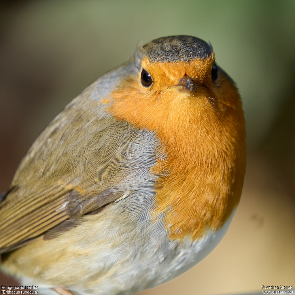 Rougegorge familieradulte, portrait