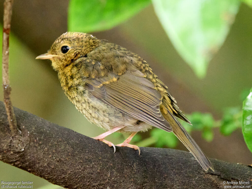 Rougegorge familierjuvénile, portrait