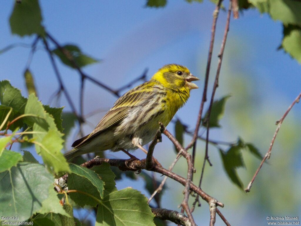 Serin cini, portrait