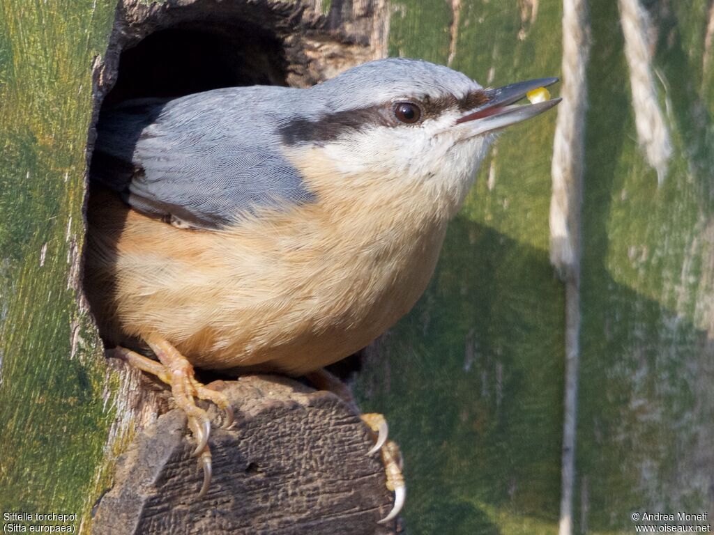 Sittelle torchepotadulte, portrait, mange