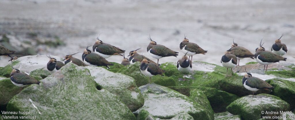 Vanneau huppé