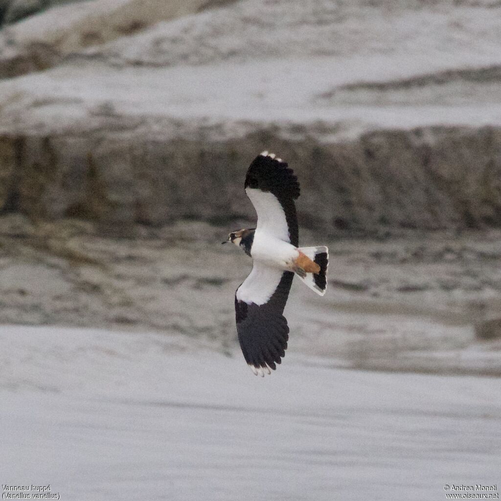 Vanneau huppéadulte, Vol