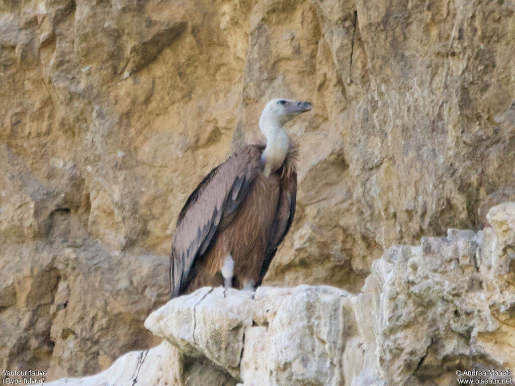 Griffon Vulture