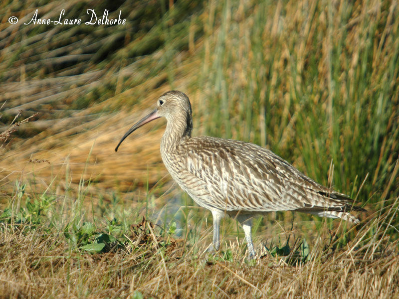 Eurasian Curlew