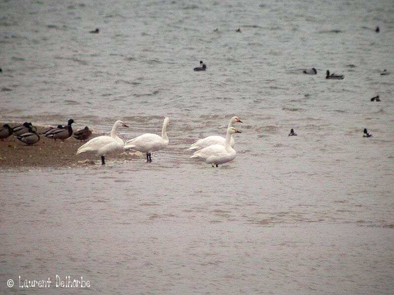Tundra Swan