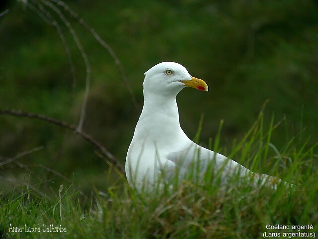 European Herring Gull