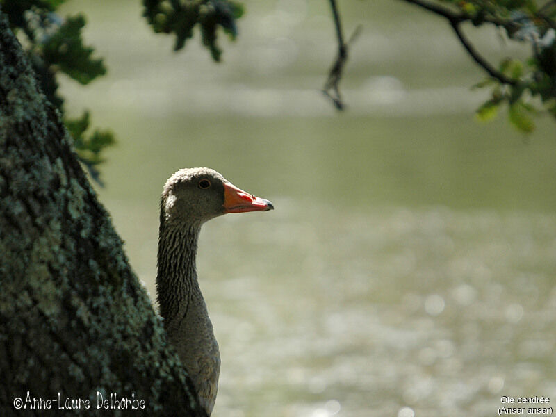 Greylag Goose