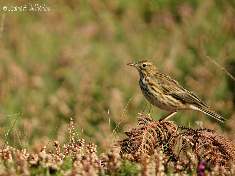 Meadow Pipit