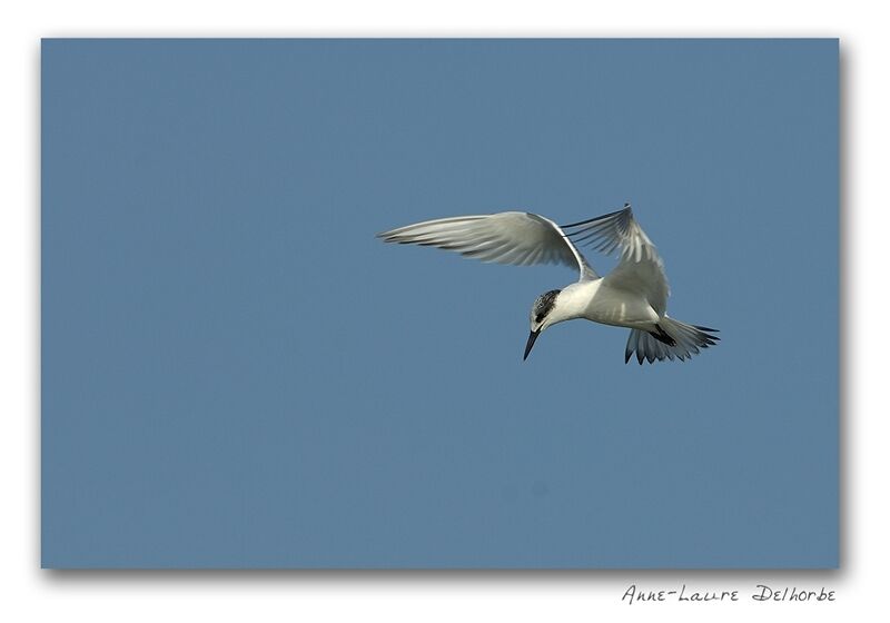 Sandwich Tern, Flight, Behaviour
