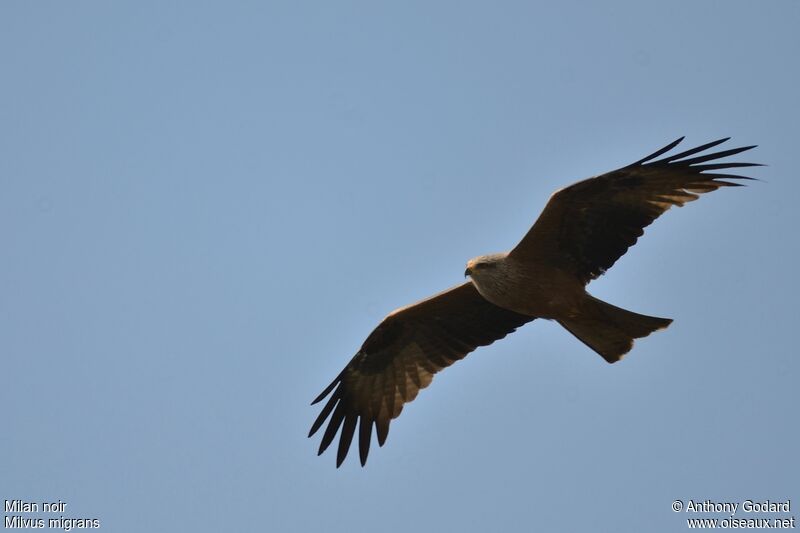 Black KiteFirst year, Flight