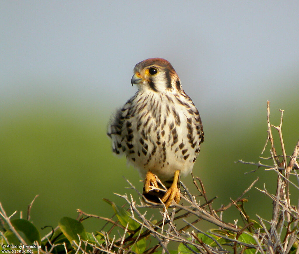 American Kestrel