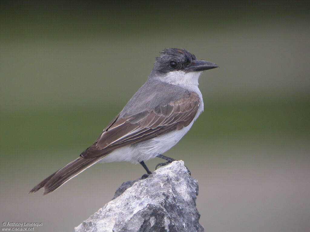 Grey Kingbirdadult