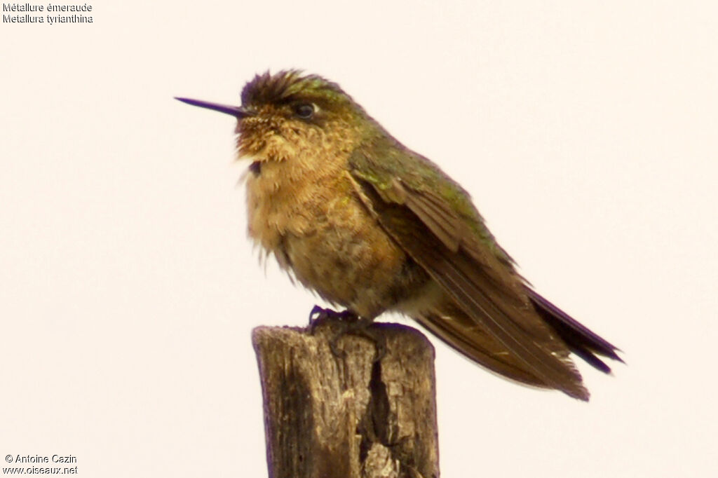 Tyrian Metaltail
