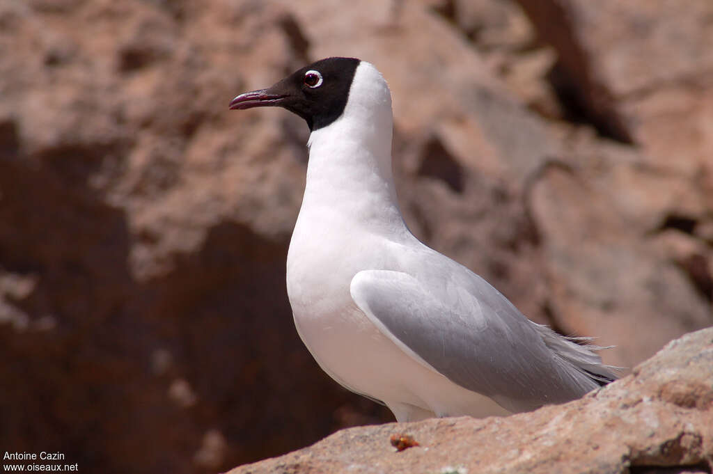 Andean Gulladult breeding, identification