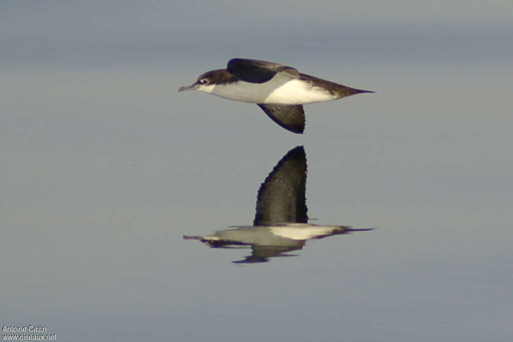Sargasso Shearwater, identification
