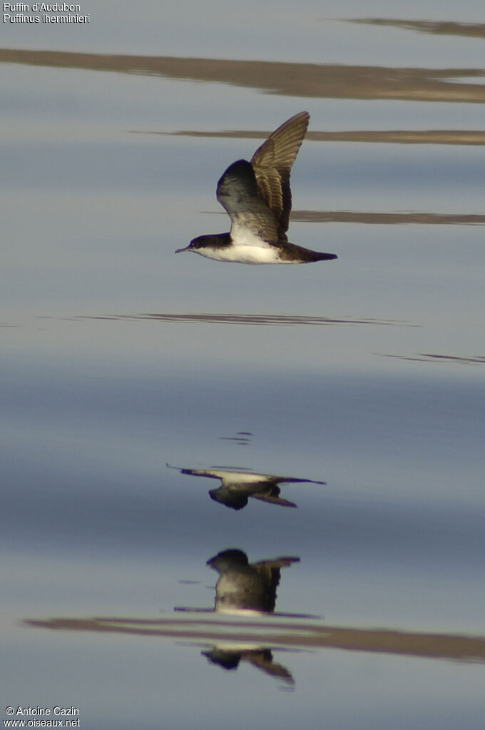 Sargasso Shearwater