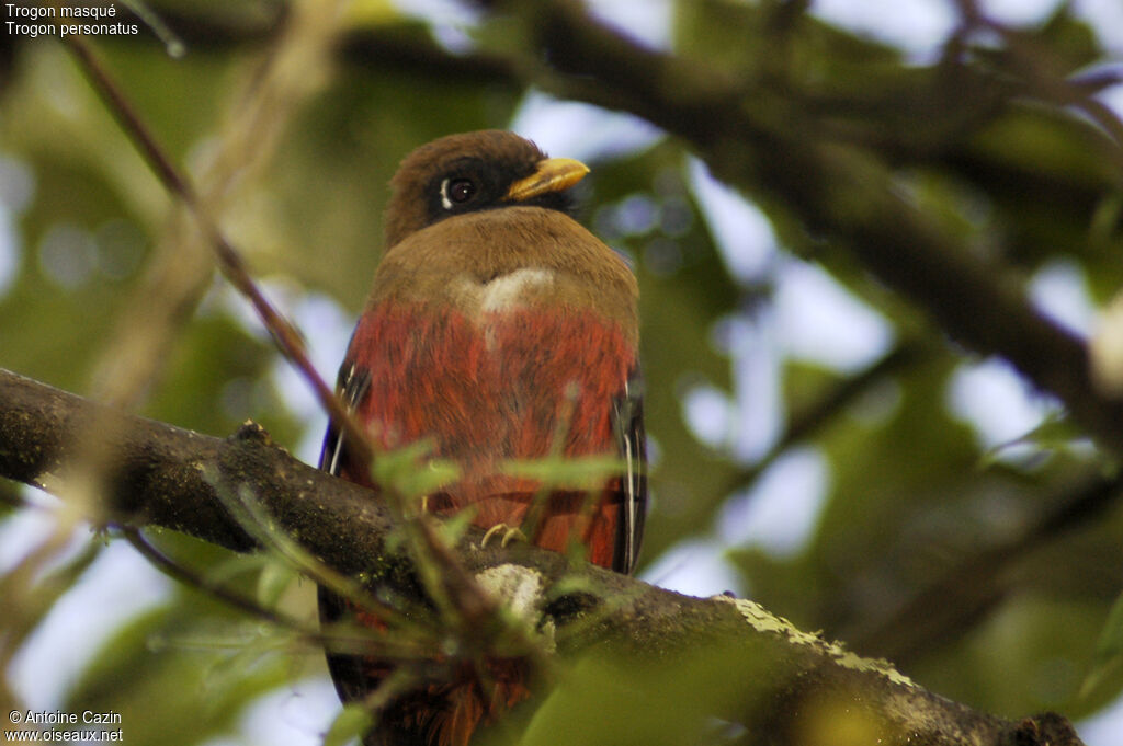Trogon masqué