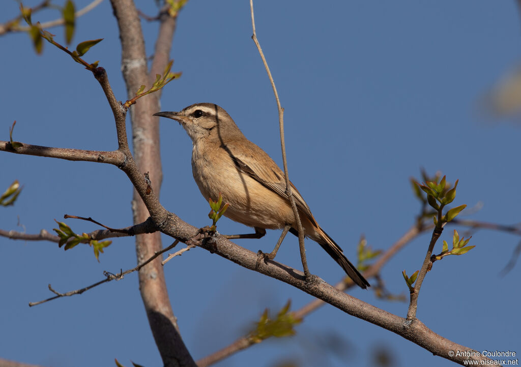 Kalahari Scrub Robinadult