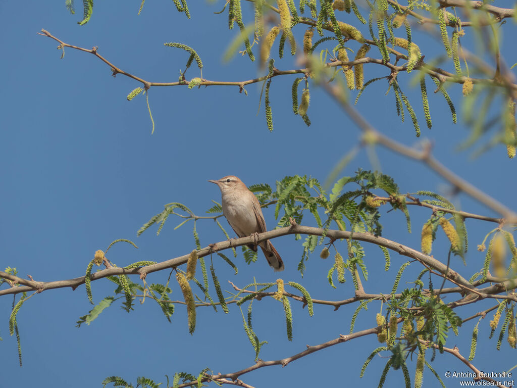 Rufous-tailed Scrub Robinadult post breeding