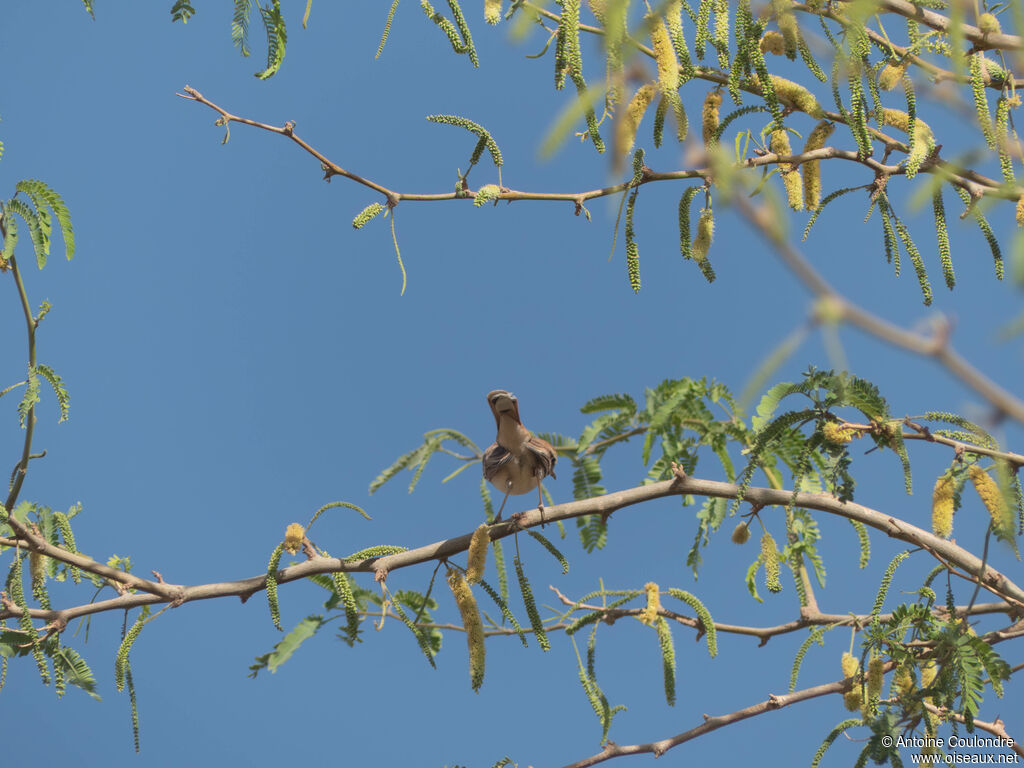 Rufous-tailed Scrub Robinadult post breeding