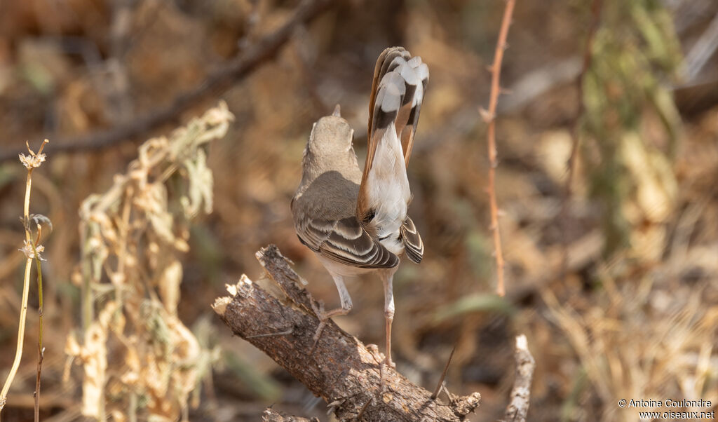 Rufous-tailed Scrub Robin male adult breeding
