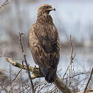 Aigle criard