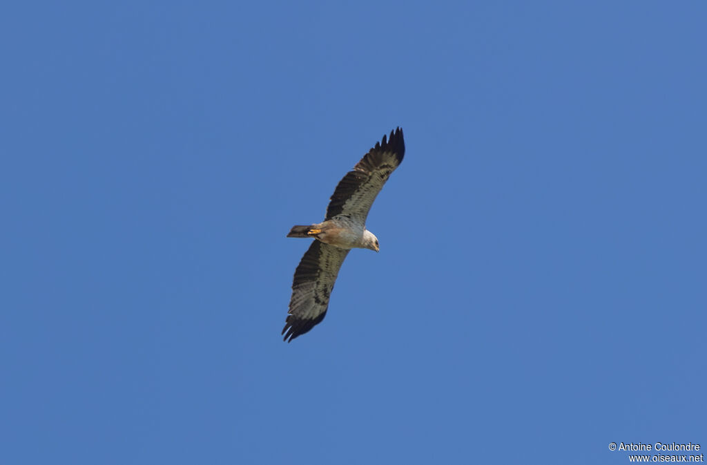 Aigle de Wahlbergadulte, Vol