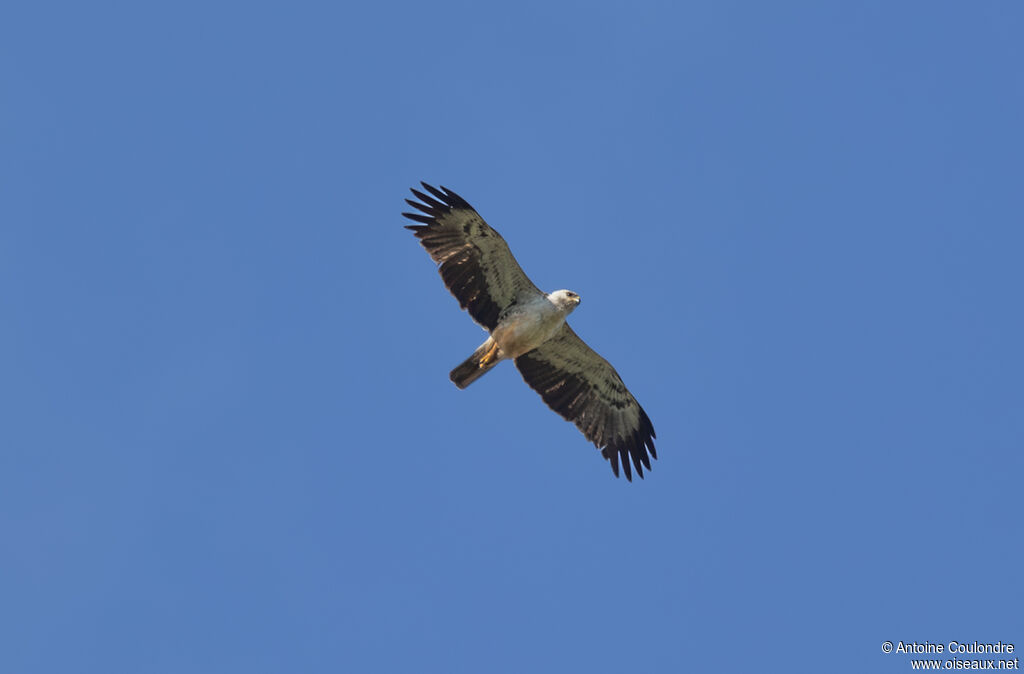 Aigle de Wahlbergadulte, Vol