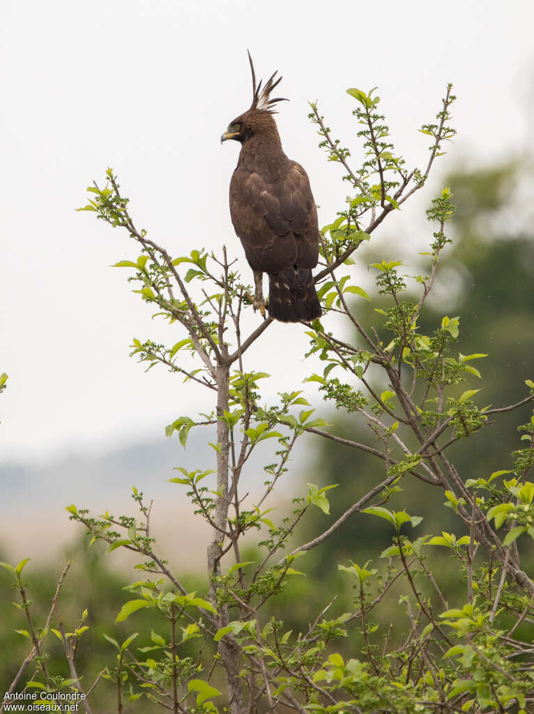 Aigle huppardadulte, habitat