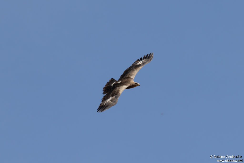 Aigle pomarinimmature, Vol