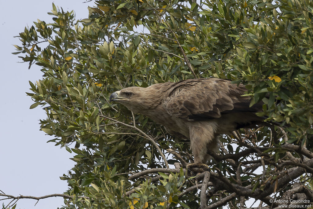 Aigle ravisseur