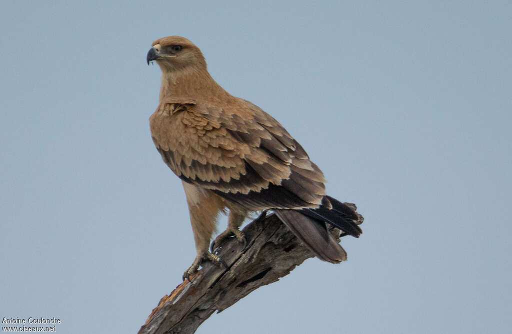 Aigle ravisseurimmature, identification