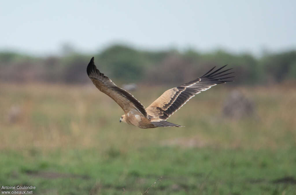 Aigle ravisseurjuvénile, pigmentation, Vol