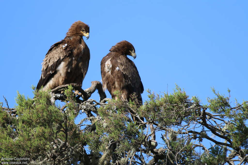 Aigle ravisseur, habitat