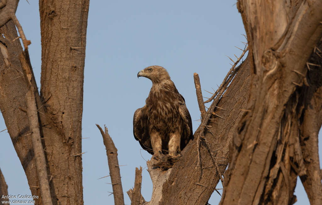 Aigle ravisseurimmature, identification