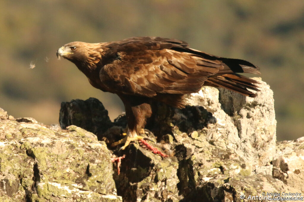 Aigle royal femelle adulte, mange