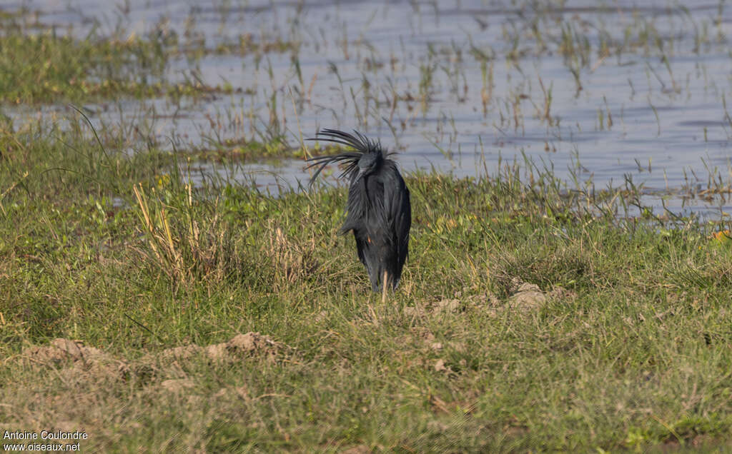 Black Heronadult, habitat