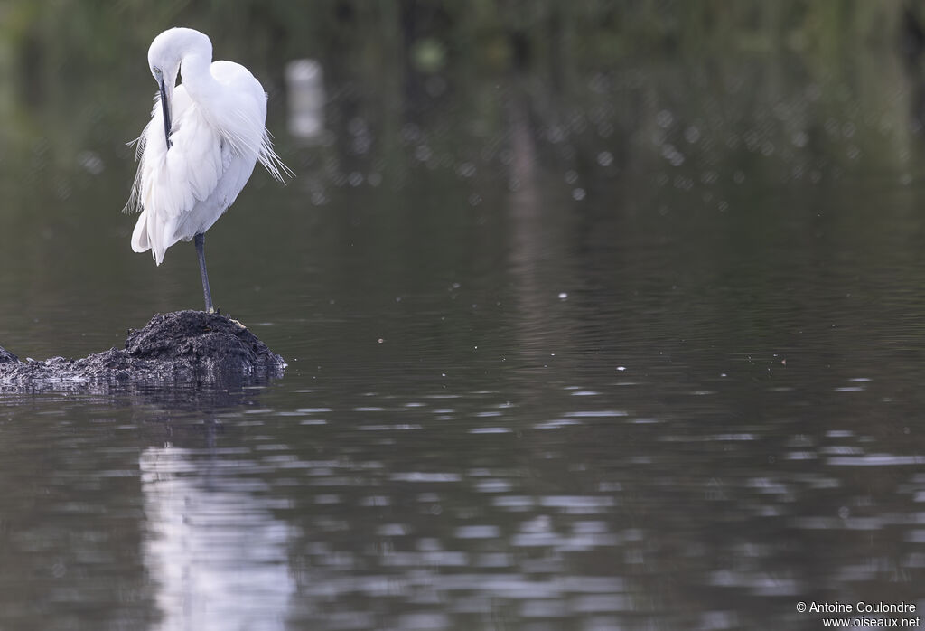 Little Egretadult